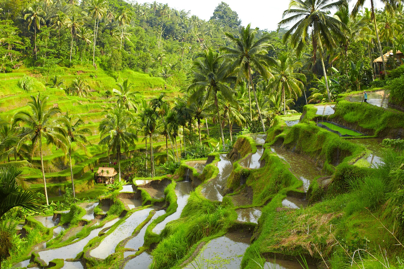 Asie Indonésie rizière bali